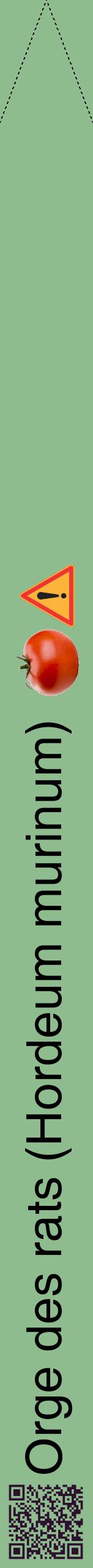 Étiquette de : Hordeum murinum - format b - style noire13hel avec qrcode et comestibilité simplifiée