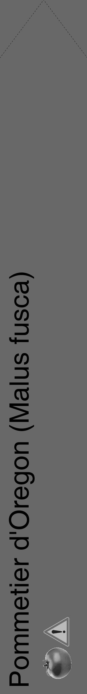 Étiquette de : Malus fusca - format c - style noire43_simple_simplehel avec comestibilité simplifiée - position verticale