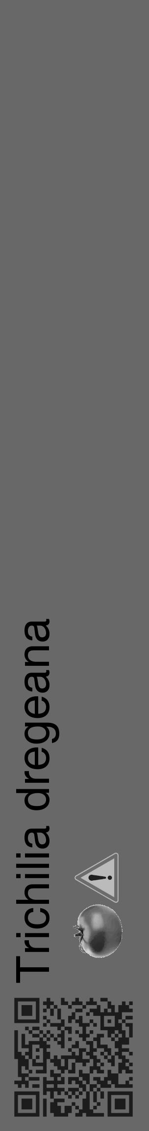 Étiquette de : Trichilia dregeana - format c - style noire43_basique_basiquehel avec qrcode et comestibilité simplifiée - position verticale