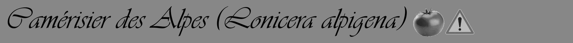 Étiquette de : Lonicera alpigena - format a - style noire12viv avec comestibilité simplifiée