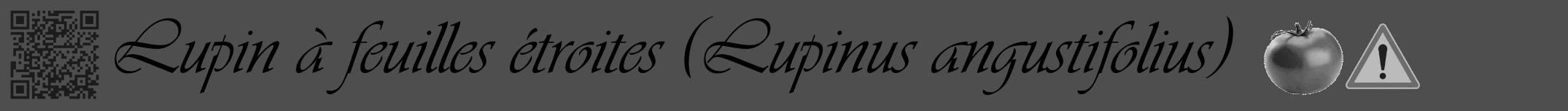 Étiquette de : Lupinus angustifolius - format a - style noire33viv avec qrcode et comestibilité simplifiée