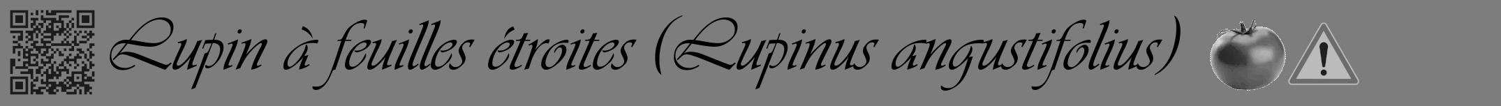 Étiquette de : Lupinus angustifolius - format a - style noire35viv avec qrcode et comestibilité simplifiée