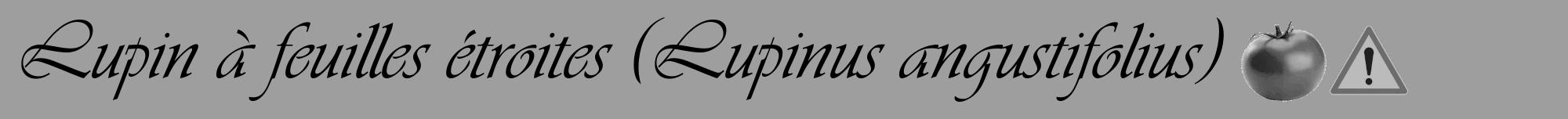 Étiquette de : Lupinus angustifolius - format a - style noire23viv avec comestibilité simplifiée