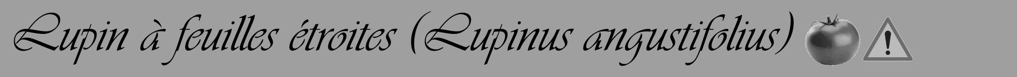 Étiquette de : Lupinus angustifolius - format a - style noire24viv avec comestibilité simplifiée