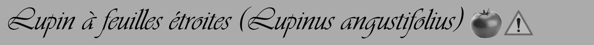 Étiquette de : Lupinus angustifolius - format a - style noire37viv avec comestibilité simplifiée