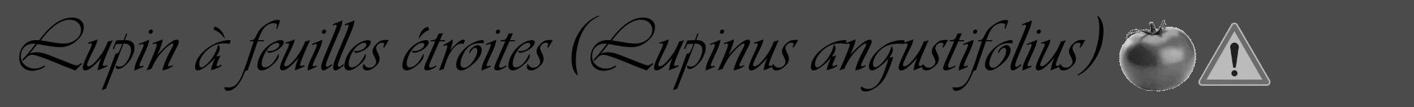 Étiquette de : Lupinus angustifolius - format a - style noire9viv avec comestibilité simplifiée