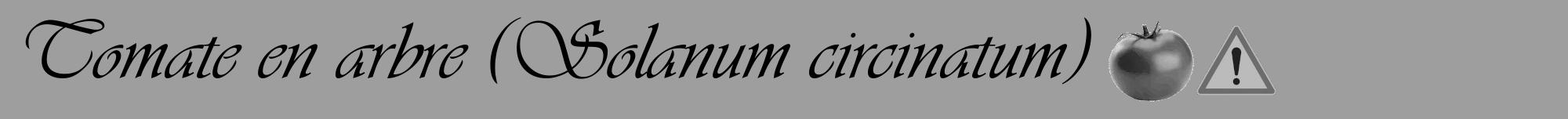 Étiquette de : Solanum circinatum - format a - style noire23viv avec comestibilité simplifiée