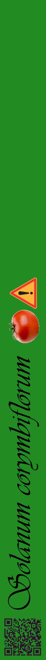 Étiquette de : Solanum corymbiflorum - format a - style noire10viv avec qrcode et comestibilité simplifiée