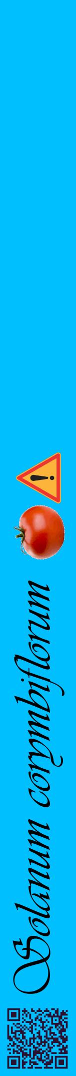 Étiquette de : Solanum corymbiflorum - format a - style noire2viv avec qrcode et comestibilité simplifiée