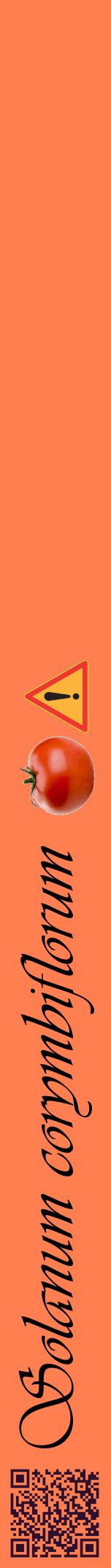 Étiquette de : Solanum corymbiflorum - format a - style noire24viv avec qrcode et comestibilité simplifiée
