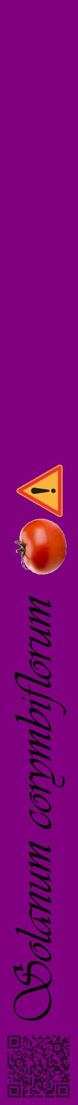 Étiquette de : Solanum corymbiflorum - format a - style noire46viv avec qrcode et comestibilité simplifiée