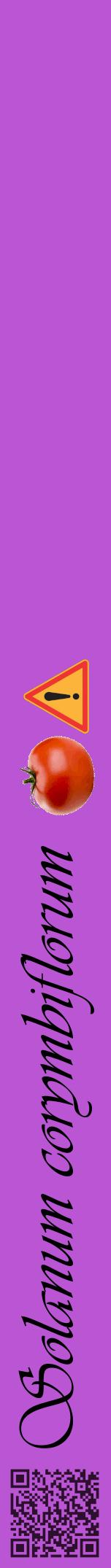 Étiquette de : Solanum corymbiflorum - format a - style noire50viv avec qrcode et comestibilité simplifiée