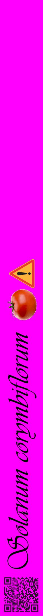 Étiquette de : Solanum corymbiflorum - format a - style noire51viv avec qrcode et comestibilité simplifiée