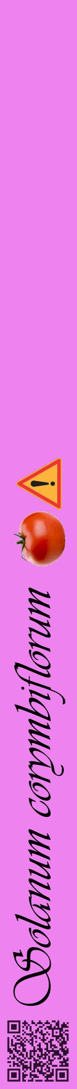 Étiquette de : Solanum corymbiflorum - format a - style noire53viv avec qrcode et comestibilité simplifiée