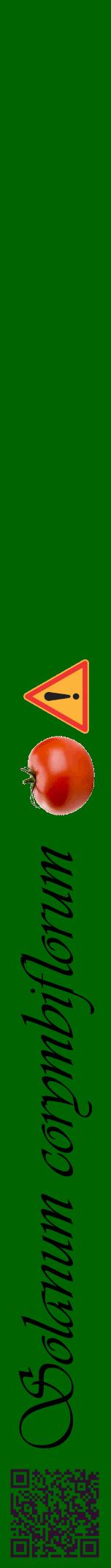 Étiquette de : Solanum corymbiflorum - format a - style noire8viv avec qrcode et comestibilité simplifiée