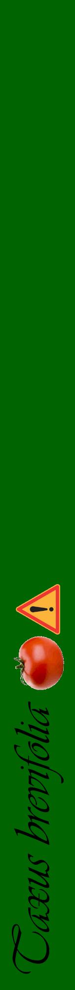 Étiquette de : Taxus brevifolia - format a - style noire8viv avec comestibilité simplifiée