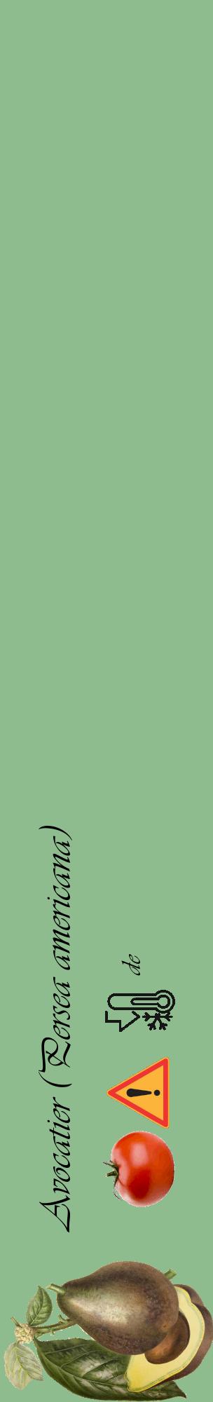 Étiquette de : Persea americana - format c - style noire13_basique_basiqueviv avec comestibilité simplifiée - position verticale