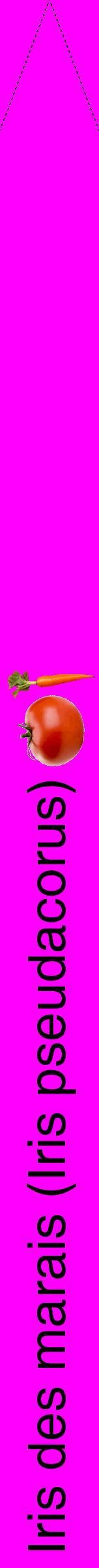 Étiquette de : Iris pseudacorus - format b - style noire51hel avec comestibilité simplifiée