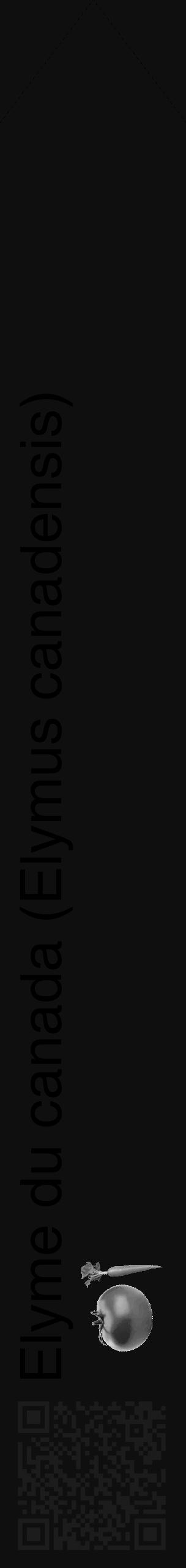 Étiquette de : Elymus canadensis - format c - style noire7_simple_simplehel avec qrcode et comestibilité simplifiée - position verticale