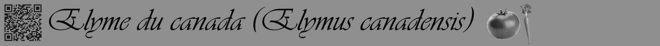 Étiquette de : Elymus canadensis - format a - style noire25viv avec qrcode et comestibilité simplifiée