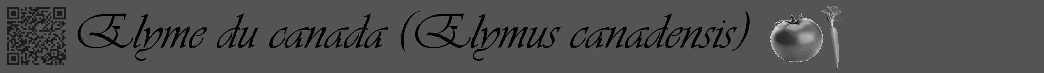 Étiquette de : Elymus canadensis - format a - style noire36basiqueviv avec qrcode et comestibilité simplifiée