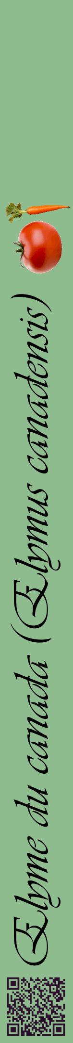 Étiquette de : Elymus canadensis - format a - style noire13viv avec qrcode et comestibilité simplifiée