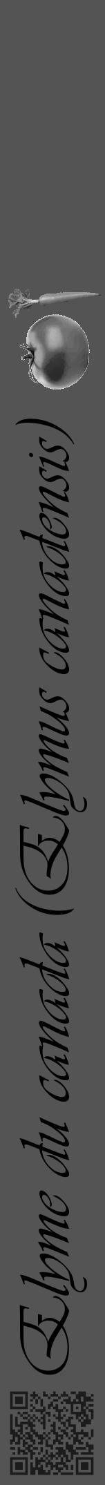 Étiquette de : Elymus canadensis - format a - style noire36basiqueviv avec qrcode et comestibilité simplifiée - position verticale