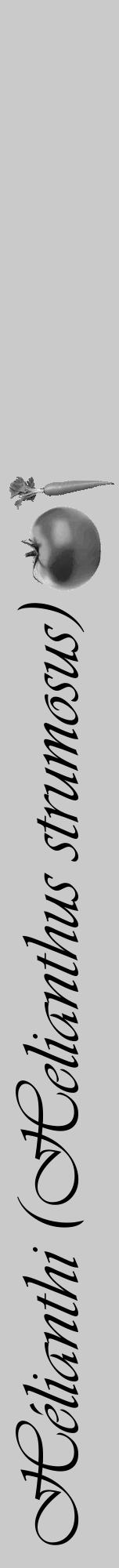 Étiquette de : Helianthus strumosus - format a - style noire21viv avec comestibilité simplifiée - position verticale
