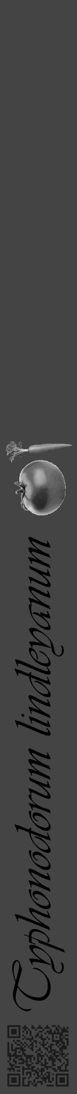 Étiquette de : Typhonodorum lindleyanum - format a - style noire48basiqueviv avec qrcode et comestibilité simplifiée - position verticale
