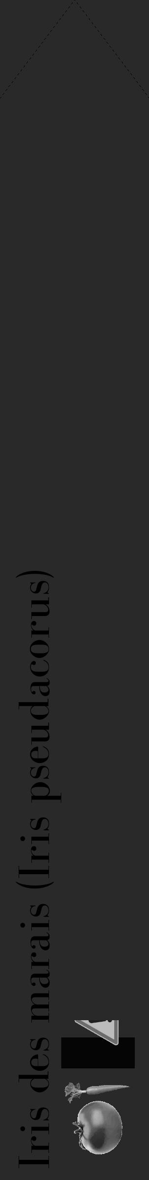 Étiquette de : Iris pseudacorus - format c - style noire34_simple_simplebod avec comestibilité simplifiée - position verticale