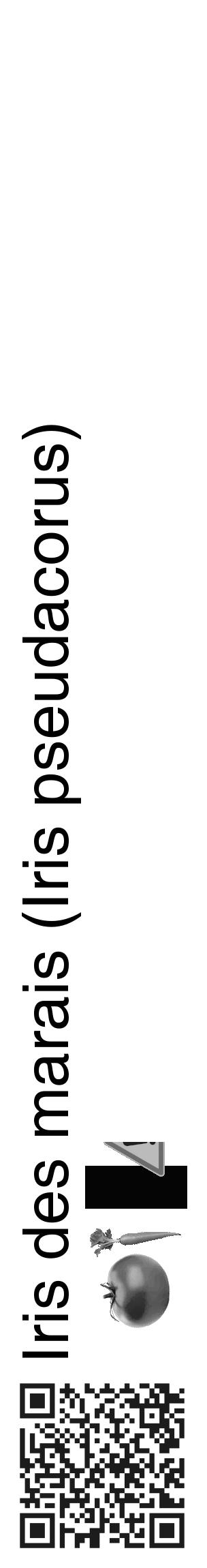 Étiquette de : Iris pseudacorus - format c - style noire60_basique_basiquehel avec qrcode et comestibilité simplifiée - position verticale