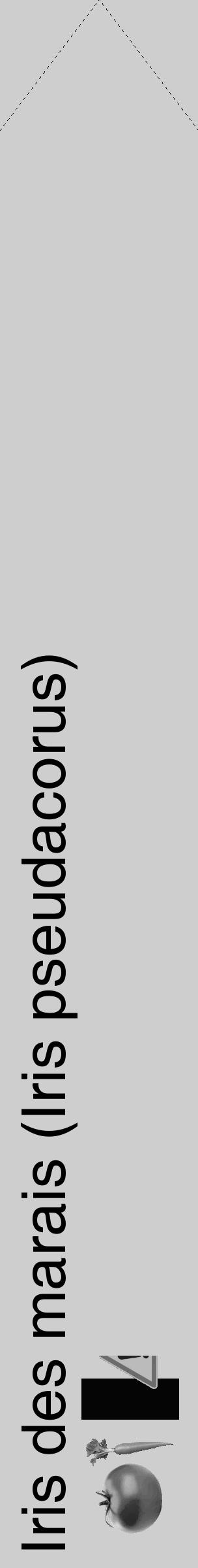 Étiquette de : Iris pseudacorus - format c - style noire17_simple_simplehel avec comestibilité simplifiée - position verticale