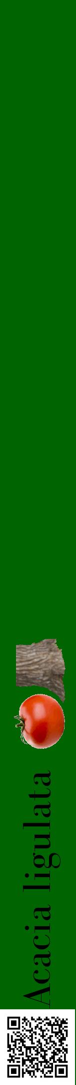 Étiquette de : Acacia ligulata - format a - style noire8bod avec qrcode et comestibilité simplifiée