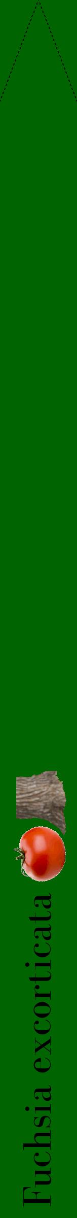 Étiquette de : Fuchsia excorticata - format b - style noire8bod avec comestibilité simplifiée