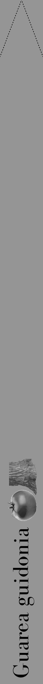 Étiquette de : Guarea guidonia - format b - style noire16bod avec comestibilité simplifiée - position verticale