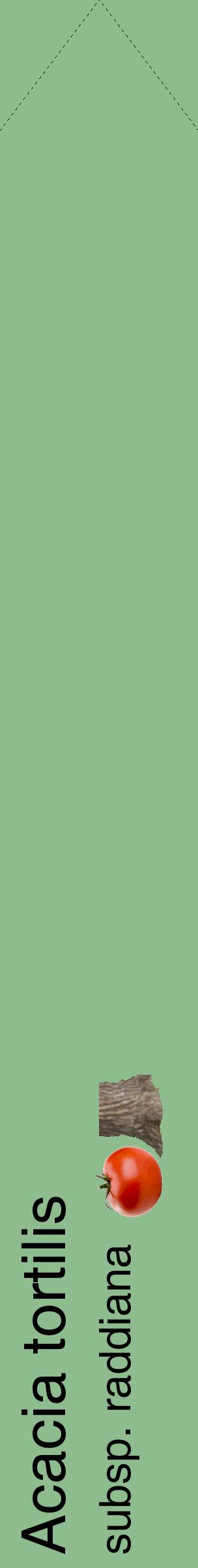 Étiquette de : Acacia tortilis subsp. raddiana - format c - style noire13_simplehel avec comestibilité simplifiée