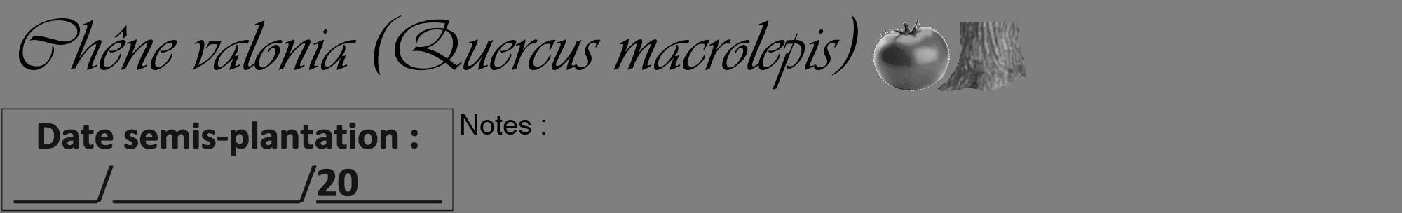 Étiquette de : Quercus macrolepis - format a - style noire31viv avec comestibilité simplifiée