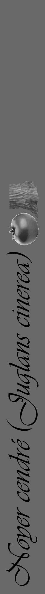 Étiquette de : Juglans cinerea - format a - style noire51viv avec comestibilité simplifiée - position verticale