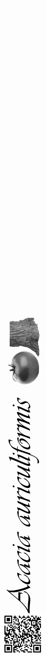 Étiquette de : Acacia auriculiformis - format a - style noire19viv avec qrcode et comestibilité simplifiée - position verticale