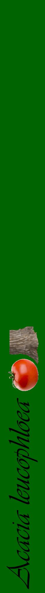 Étiquette de : Acacia leucophloea - format a - style noire8viv avec comestibilité simplifiée