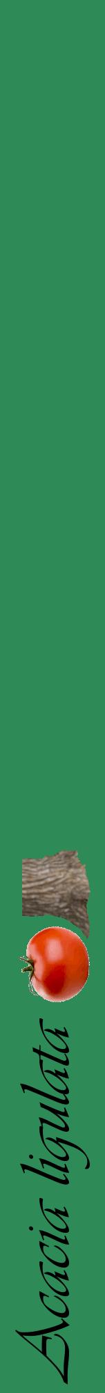Étiquette de : Acacia ligulata - format a - style noire11viv avec comestibilité simplifiée
