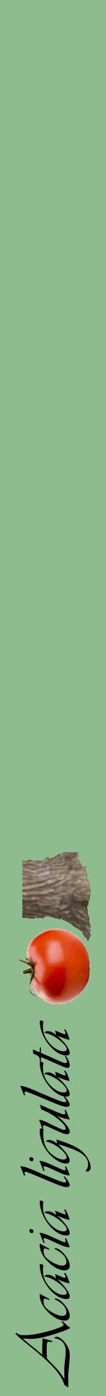 Étiquette de : Acacia ligulata - format a - style noire13viv avec comestibilité simplifiée