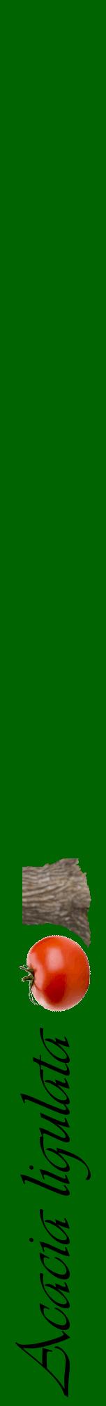 Étiquette de : Acacia ligulata - format a - style noire8viv avec comestibilité simplifiée