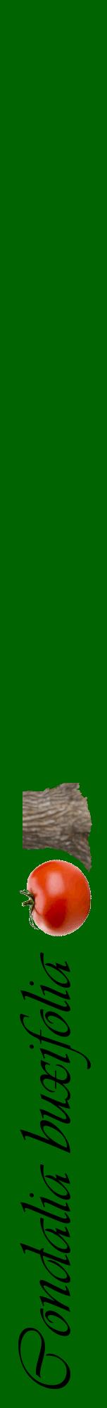 Étiquette de : Condalia buxifolia - format a - style noire8viv avec comestibilité simplifiée