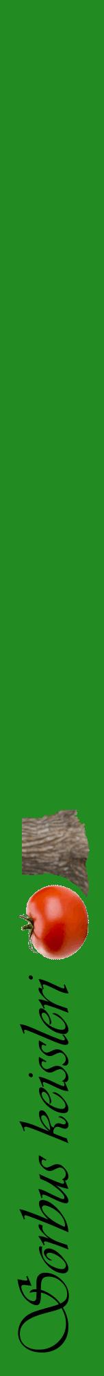 Étiquette de : Sorbus keissleri - format a - style noire10viv avec comestibilité simplifiée