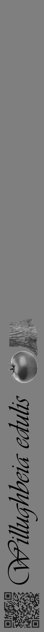 Étiquette de : Willughbeia edulis - format a - style noire57simpleviv avec qrcode et comestibilité simplifiée - position verticale