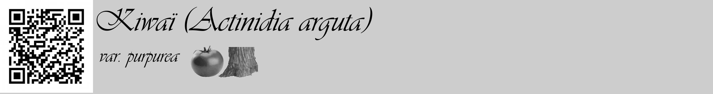 Étiquette de : Actinidia arguta var. purpurea - format c - style noire41_basique_basiqueviv avec qrcode et comestibilité simplifiée