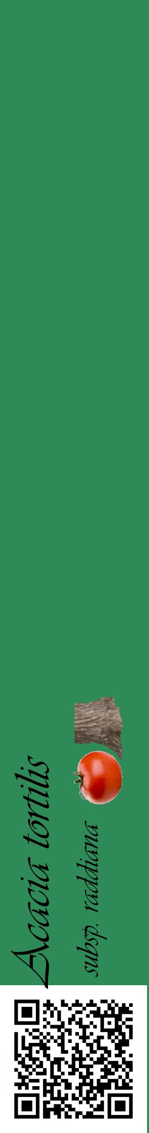 Étiquette de : Acacia tortilis subsp. raddiana - format c - style noire11_basiqueviv avec qrcode et comestibilité simplifiée