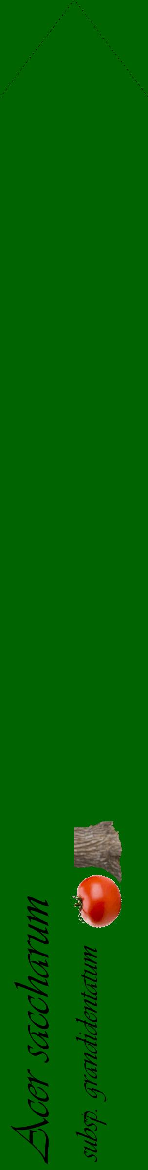 Étiquette de : Acer saccharum subsp. grandidentatum - format c - style noire8_simpleviv avec comestibilité simplifiée