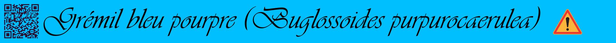 Étiquette de : Buglossoides purpurocaerulea - format a - style noire2basiqueviv avec qrcode et comestibilité simplifiée